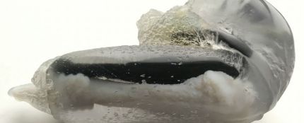Modelo 3D de un pene de ratón