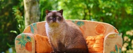 Gato sentado en un sofá