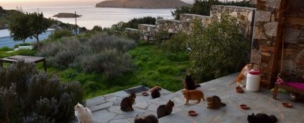 Gatos en la isla de Siros