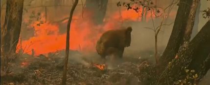 El estremecedor rescate a un koala quemado en los incendios de Australia