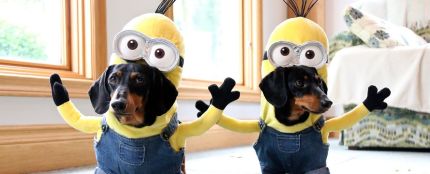 Disfraza a tu mascota para Halloween