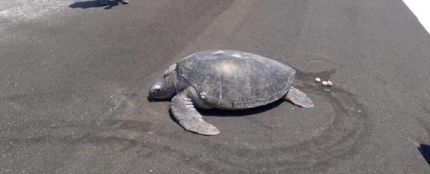 Una tortuga anida en una pista de aterrizaje construida al lado de una playa en las Maldivas