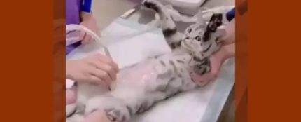 La reacción de esta gatita al escuchar su ecografía enternece a las redes 